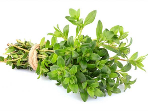 خواص درمانی آویشن باغی