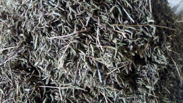 عرضه آویشن کوهی اصل