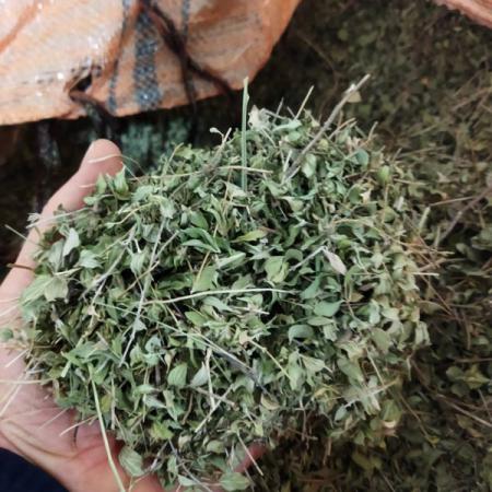 مشخصات آویشن ابلق خشک