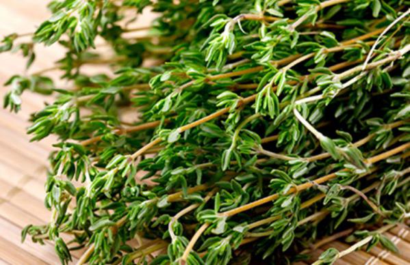 فروشنده آویشن سبز کوهی