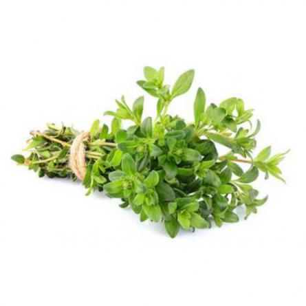 تامین کننده آویشن برگ پهن عمده