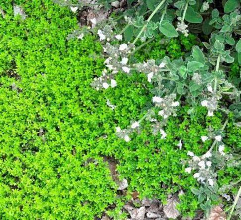 شناخت کامل آویشن لیمویی