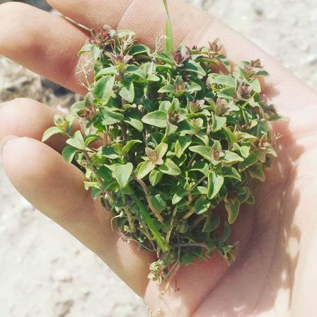 خاصیت مهم آویشن سبز کوهی