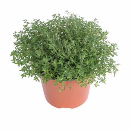 توزیع آویشن ابلق ارزان