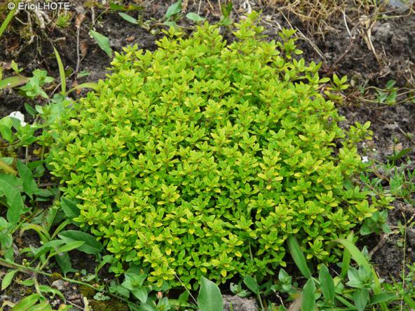 قیمت آویشن لیمویی ارگانیک