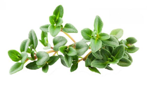 خرید آویشن پهن کوهی