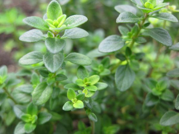 قیمت آویشن برگ پهن عمده