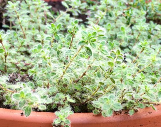 پخش آویشن محلی عمده