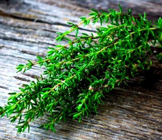 پخش کننده آویشن لیمویی ارزان