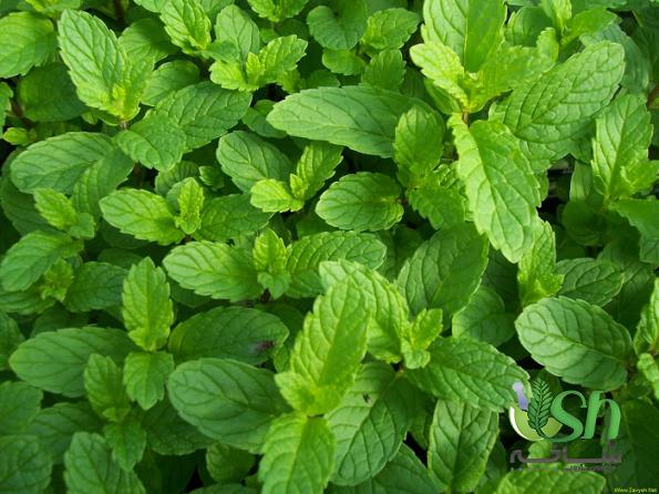 آشنایی با بهترین نعناع فلفلی برای صادرات