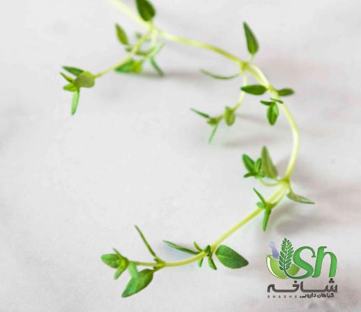 خواص درمانی آویشن لیمویی تازه