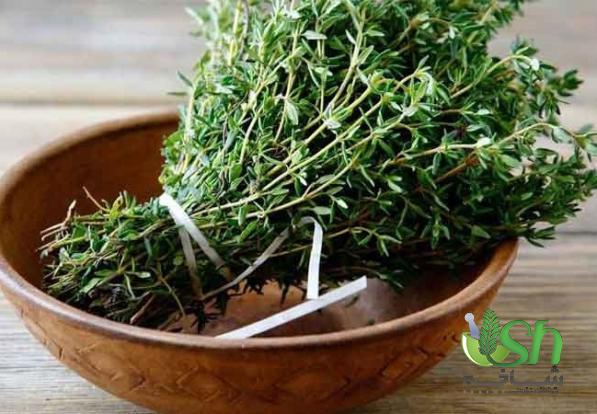 مختصری درباره انواع آویشن درجه یک