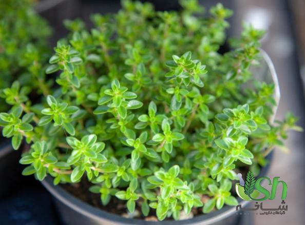 قیمت آویشن لیمویی تازه