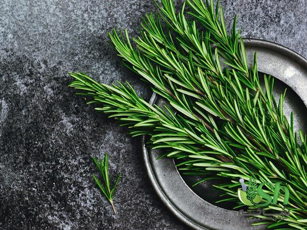 پخش بدون واسطه رزماری تازه در سراسر ایران