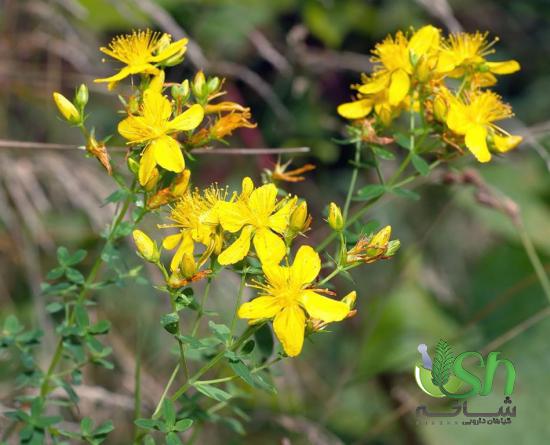 بهره گیری از تمام ظرفیت های صادرات گیاهان دارویی درجه یک