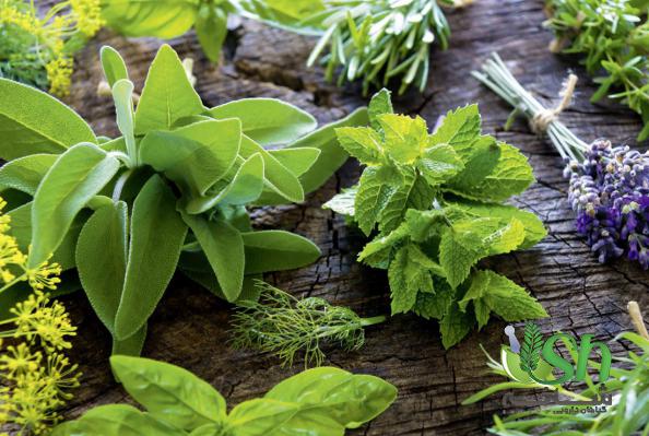 مراکز فروش گیاهان دارویی در اصفهان به قیمت عمده