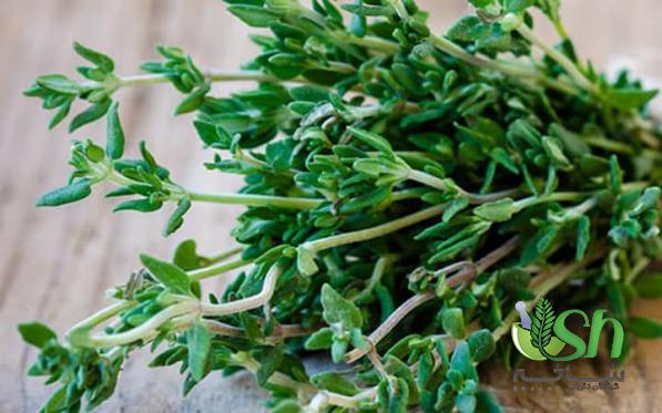 فروش مستقیم آویشن کوهی با بهترین کیفیت در سال 1400