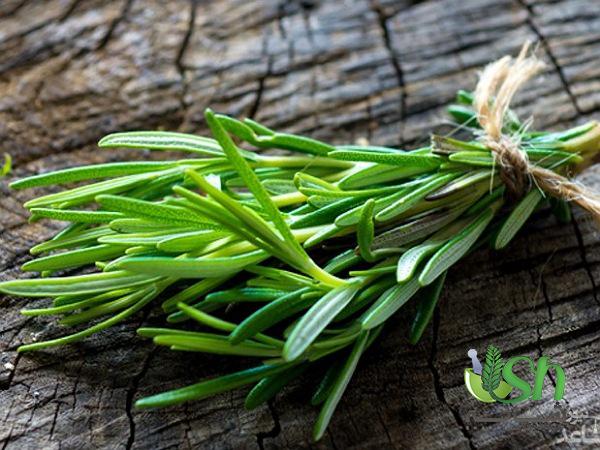 روش های تشخیص بهترین نوع رزماری