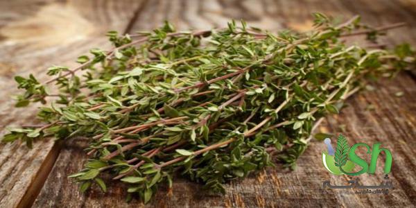 آویشن درجه یک چه ویژگی هایی دارد