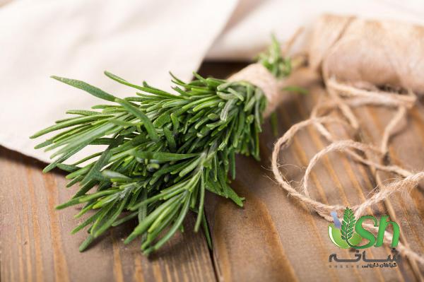 راهکارهای موثر بر افزایش صادرات رزماری