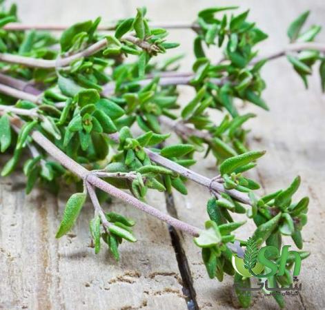 پخش بی واسطه اویشن درجه یک در یزد