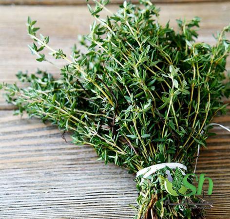 بارزترین ویژگی های ظاهری آویشن اعلا