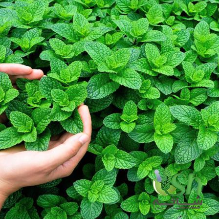 چند نکته طلایی هنگام خرید نعناع فلفلی