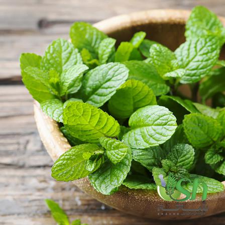 خرید ارزان نعنا از معتبرترین فروشنده