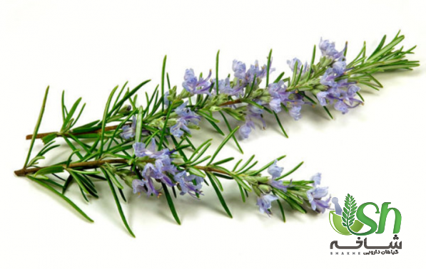 چند نکته هنگام صادرات گیاهان دارویی