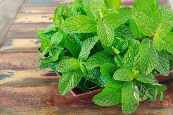 چند ویژگی مطلوب درباره نعنا صادراتی