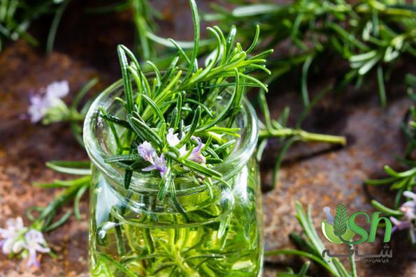 بیشترین صادرات رزماری در چندسال اخیر