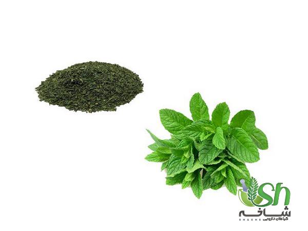 بزرگترین فروشگاه نعناع خشک شده درجه یک در تهران