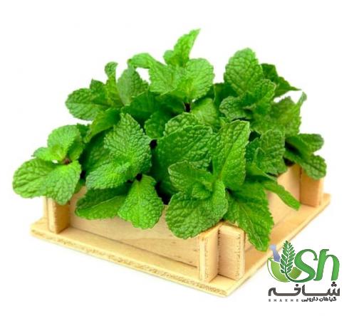 انواع نعناع فلفلی را کامل بشناسید