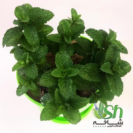 بیشترین صادرات نعنا در چند سال گذشته