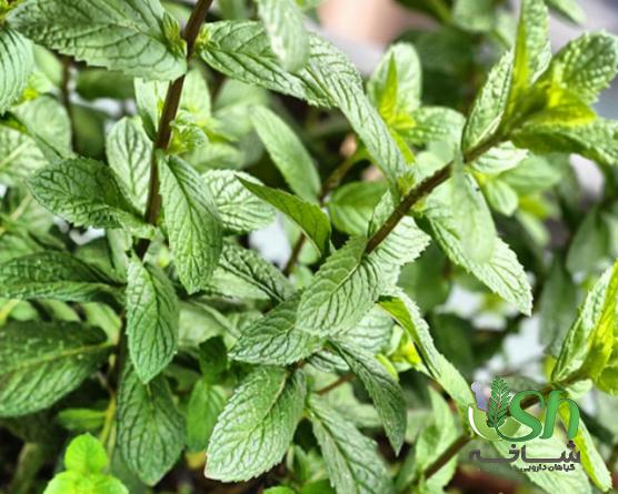 بررسی نحوه صادرات نعنا فلفلی از راه هوایی