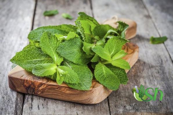 مراکز فروش نعناع فلفلی تازه در سراسر ایران