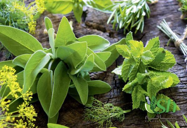 اطلاعاتی جامع درباره انواع گیاهان دارویی ایرانی 