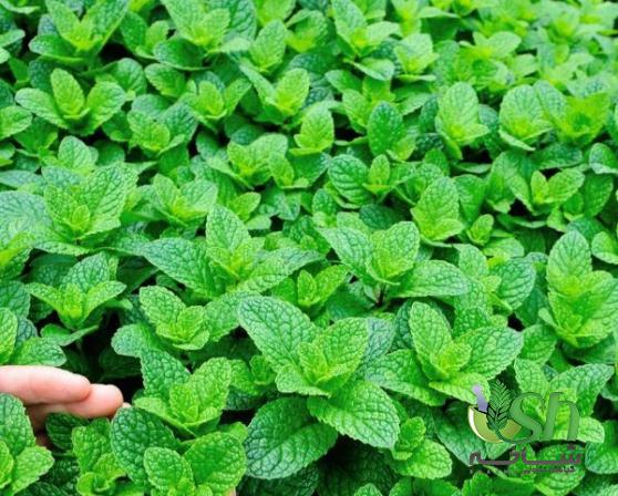 میزان مصرف سالانه نعنا در کشور