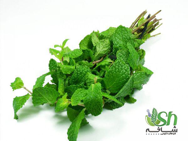 معرفی انواع مختلف نعنا در ایران