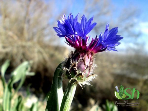 راهنمای انتخاب گیاهان دارویی متناسب با نیاز مشتری
