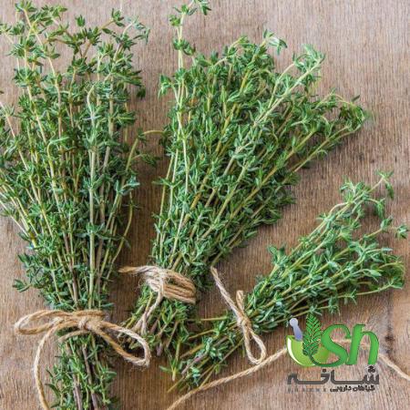 بیشترین صادرات آویشن در چند سال اخیر