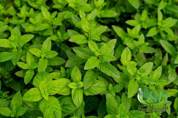 انواع روش های بسته بندی نعنا