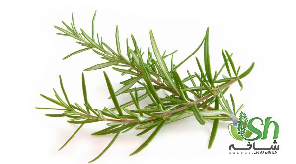 چه عواملی بر قیمت رزماری تاثیر دارد