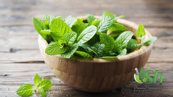 پخش عمده نعناع تازه با کمترین هزینه