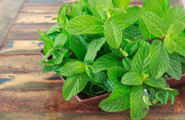 مراکز پخش نعناع فلفلی با کیفیت عالی