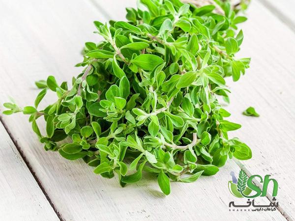 بزرگترین تامین کننده آویشن گلخانه ای اعلا در تهران