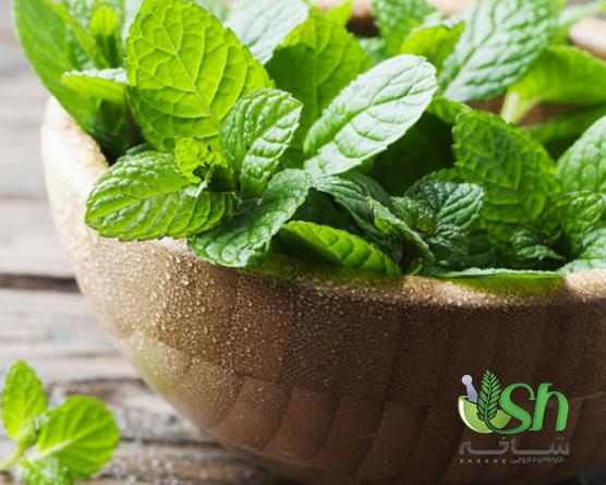 صادرکنندگان نعناع فلفلی تازه در بازارهای داخلی