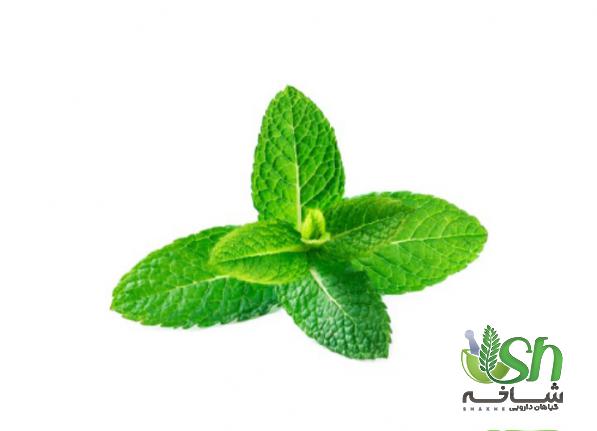 فروش عمده نعناع فلفلی در بسته بندی های مختلف