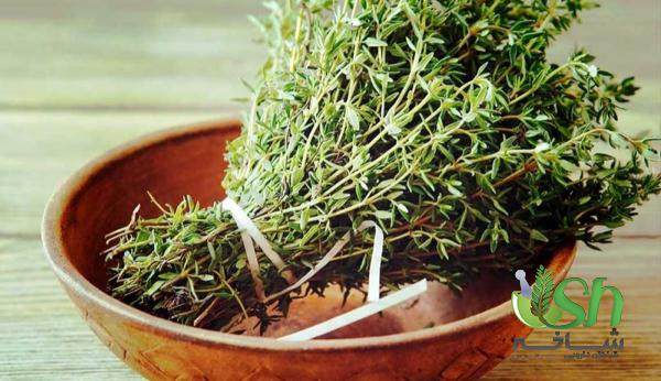 نکاتی که خریدار آویشن مرغوب باید بداند