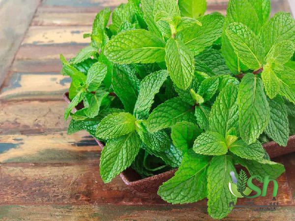 مراجع پخش گیاه نعناع با کیفیتی بی نظیر